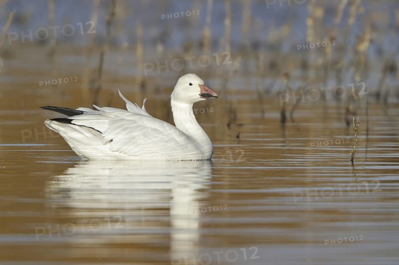Snow Goose (Anser caerulescens), New Mexico, USA