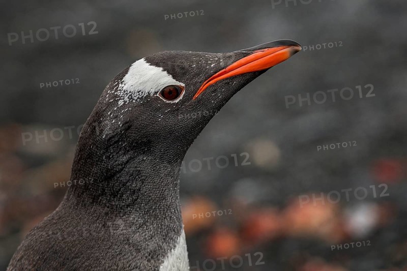 Gentoo Penguin (Pygoscelis papua), Antarctica