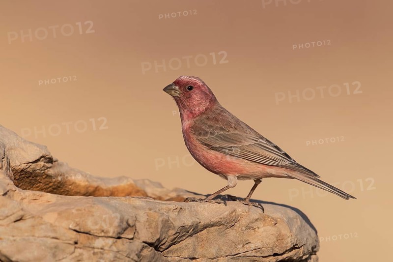 Sinai Rosefinch (Carpodacus synoicus) male perched on a rock, Eilat, Israel