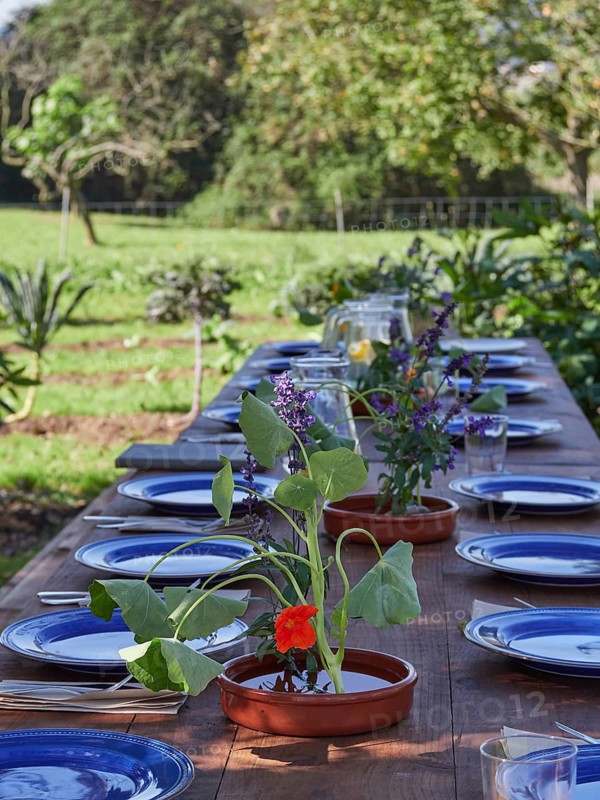 High angle of banquet table served with rows of empty glasses plates in shade decorated with flower plants in pots against blurred green trees in sunny daylight
