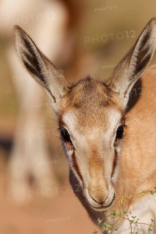 Springbok (Antidorcas marsupialis), young animal, feeding on plants, animal portrait, head close-up, golden morning light, Kgalagadi Transfrontier Park, Northern Cape, South Africa