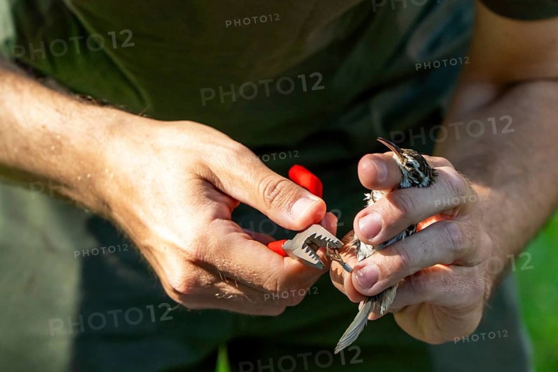 Cropped unrecognizable biologist performing scientific ringing of a European treecreeper (Certhia brachydactyla) with bird ringing pliers for ecosystem sustainability