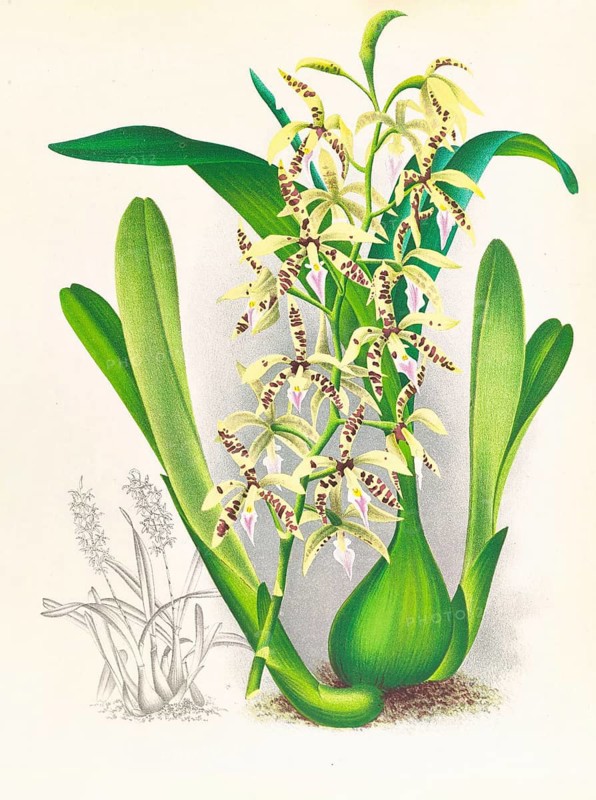 Orchid, Epidendrum prismatocarpum, authentic reproduction of an illustration by Jean Jules Linden (1817 - 1898), Luxembourgish-Belgian botanist, one of the fathers of orchid research, Historical