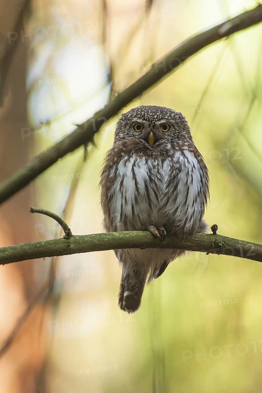 Eurasian Pygmy Owl (Glaucidium passerinum) female, Bavaria, Germany
