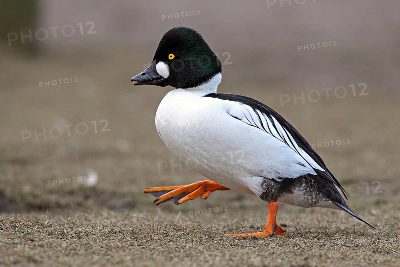 Common Goldeneye (Bucephala clangula) male, Saxony-Anhalt, Germany