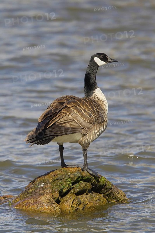 Canada Goose Branta canadensis Klamath Falls, Oregon, United States 9 May Adult Anatidae