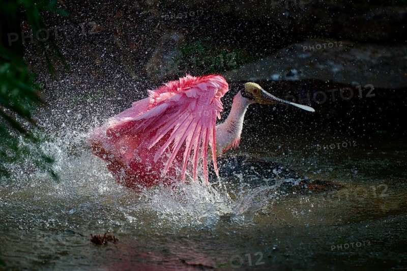 Roseate spoonbill in action, wings and water in dynamic splash play, roseate spoonbill (Ajaja ajaja), spring, St. Augustine, Florida, USA