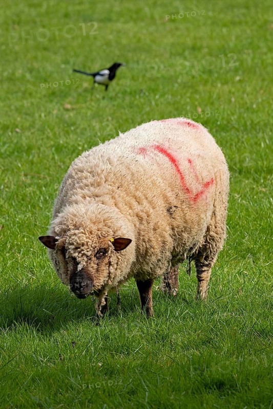 Magpie and sheep on pasture, Shottery, Stratford-upon-Avon, Warwickshire, England, Great Britain