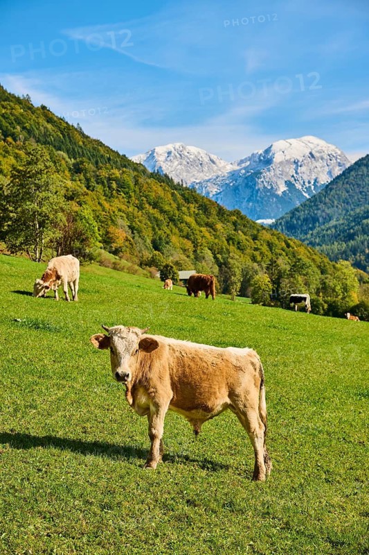 Cattle (Bos taurus) on a meadow with the mountains in the background, autumn, Bavaria, Germany