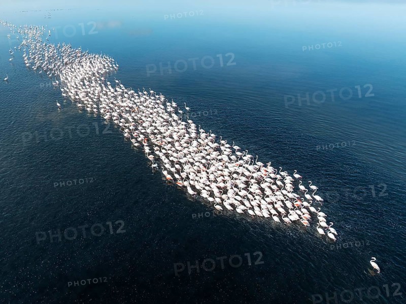 Greater Flamingos (Phoenicopterus ruber) at the Walvis Bay lagoon. Aerial view. Drone shot. Walvis Bay, Namibia