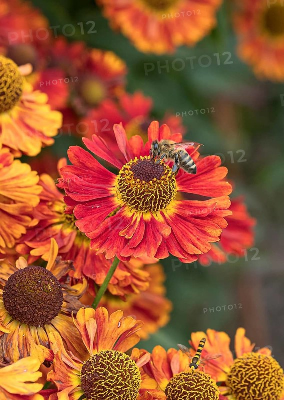 Sunflower (Helenium 'Salsa'), RHS Garden Bridgewater, Great Britain