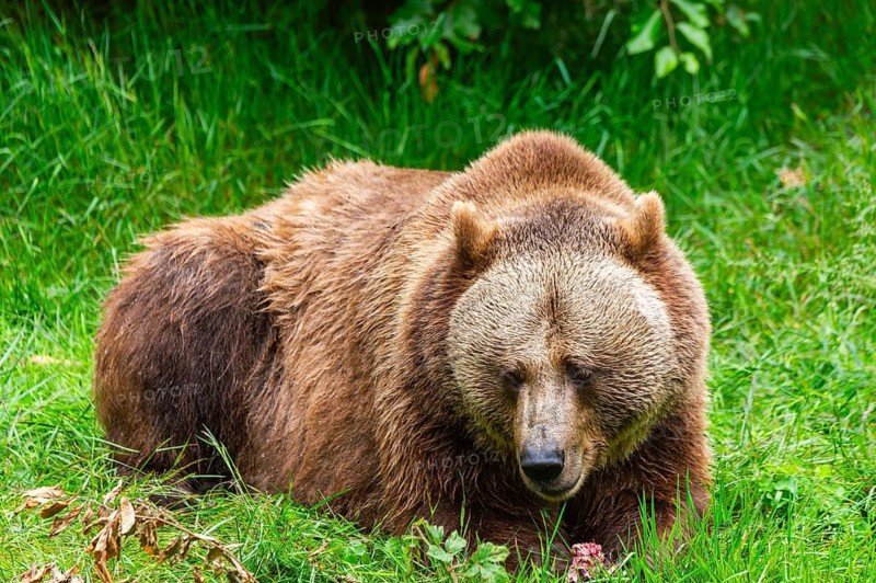 Eurasian brown bear (Ursus arctos arctos) lying on a meadow, Bavarian Forest, Bavaria, Germany
