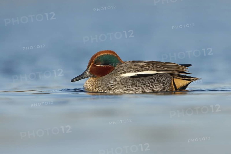 Eurasian Teal (Anas crecca) male, Utrecht, Netherlands