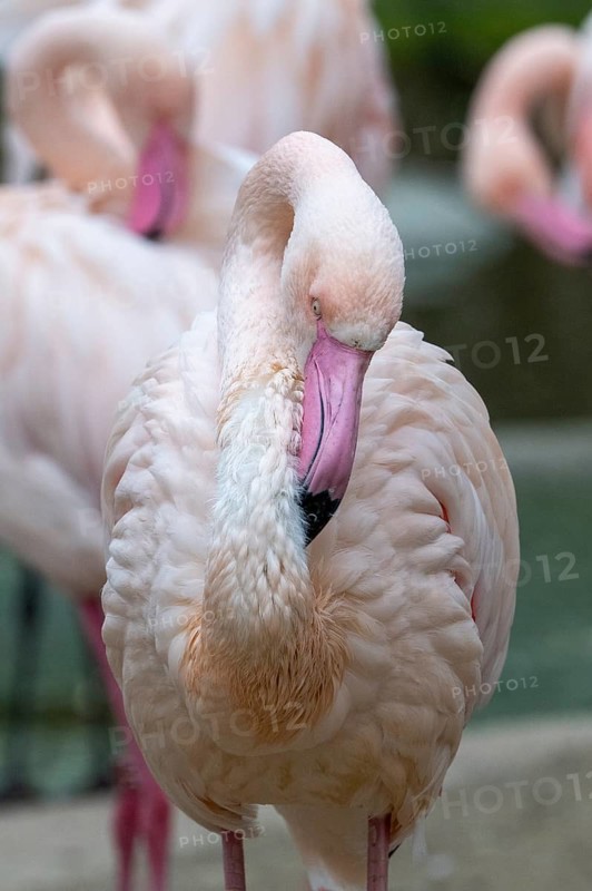 Pink flamingo (Phoenicopterus roseus), captive, preens itself, Schönbrunn Zoo, Vienna, Austria