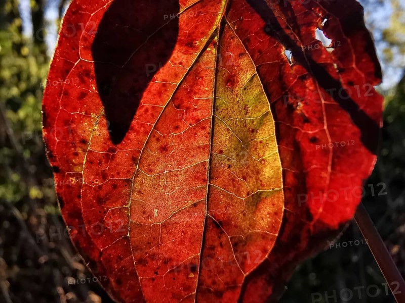A red autumn leaf with texture in backlight shows its finely branched structure in detail, Frankenwald nature park Park