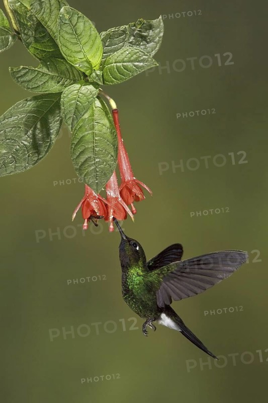 Tourmaline Sunangel (Heliangelus exortis), Ecuador