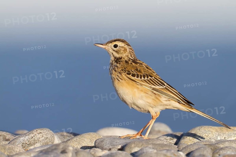 Richard's Pipit (Anthus richardi), Schleswig-Holstein, Germany