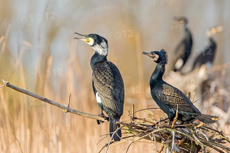 Great Cormorant (Phalacrocorax carbo), Saxony-Anhalt, Germany