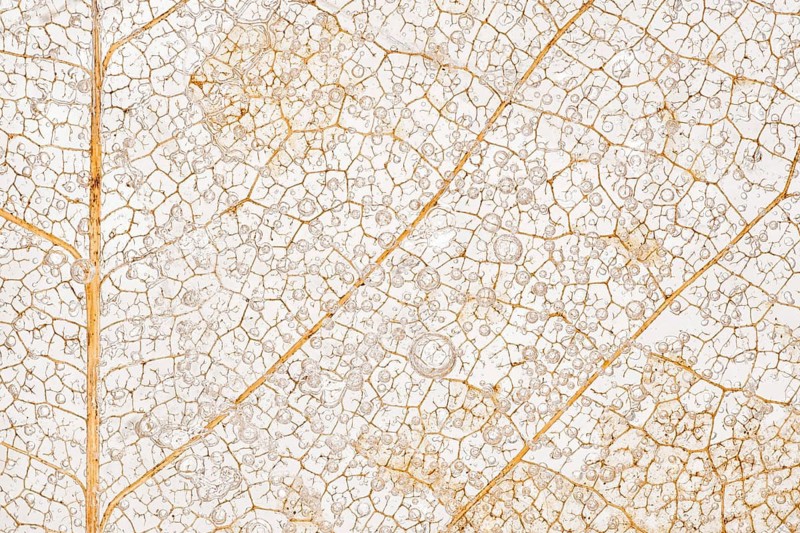 A macro photograph of a magnolia leaf, decayed and trapped in ice, showcasing intricate vein patterns, frozen textures, and delicate natural details in earthy tones