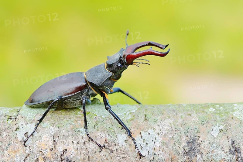Stag beetle (Lucanus cervus), male, North Rhine-Westphalia, Germany