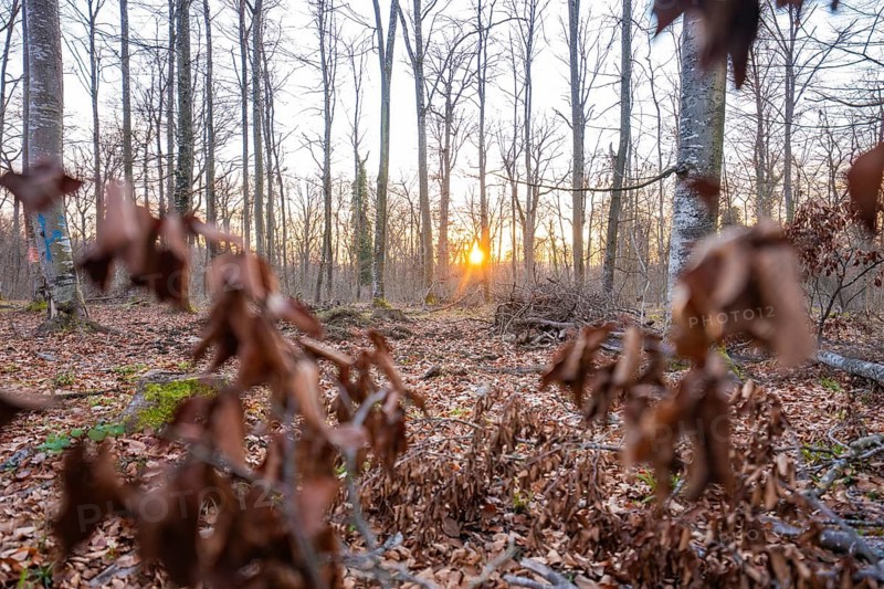 The sun sets behind trees, blurred leaves in the foreground add depth, forest pasture compensation project by Hermann Hessebahn, Gechingen district of Calw, Germany