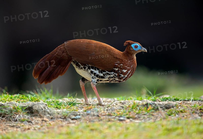 Crested Fireback (Lophura ignita rufa) female, Pahang, Malaysia