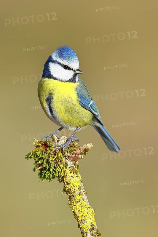 Blue tit (Parus caeruleus), sitting on a branch covered with moss, Wilnsdorf, North Rhine-Westphalia, Germany