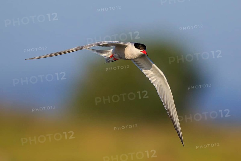 Common Tern (Sterna hirundo) flying, Greece