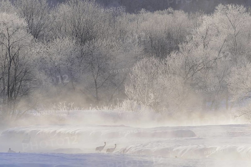 Red-crowned Crane (Grus japonensis), Hokkaido, Japan