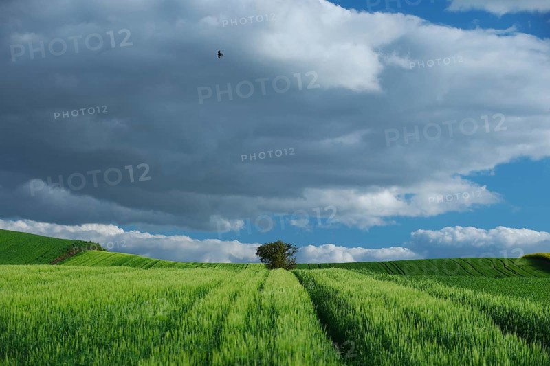 A lush green field stretches towards the horizon under a dramatic cloudy sky. A single tree stands amidst the vibrant crop, adding depth and contrast to the scene
