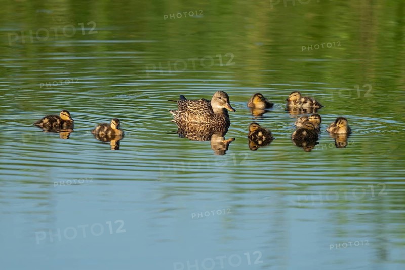 Mallard (Anas platyrhynchos) female and young birds swimming on a lake, blue water, Lower Saxony, Germany