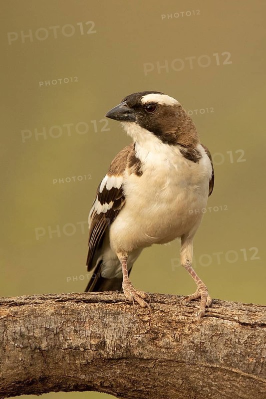 White-browed Sparrow-Weaver (Plocepasser mahali), Samburu, Kenya