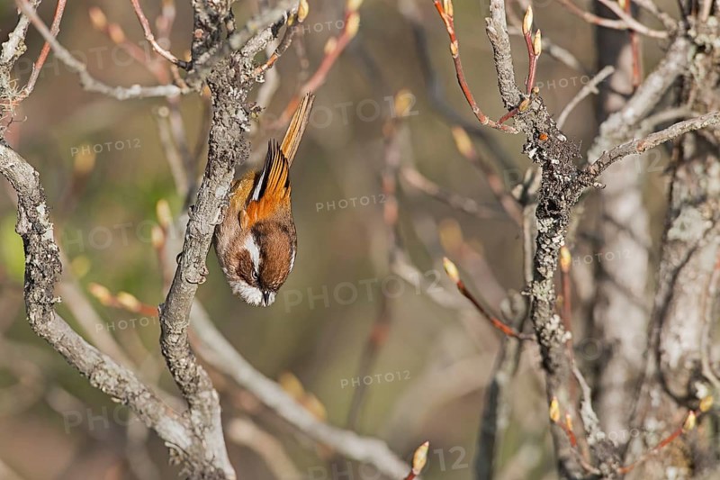 White-browed Fulvetta (Fulvetta vinipectus) perched on a branch, West Bengal, India