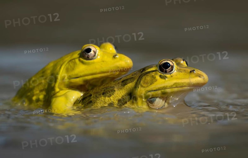 Close-up of an Indian bullfrog (Hoplobatrachus tigerinus) in water, sreepur, Gazipur, bangladesh