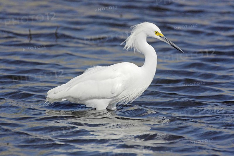 Great Egret (Egretta thula) in deep water in Myakka River State Park, Florida, USA