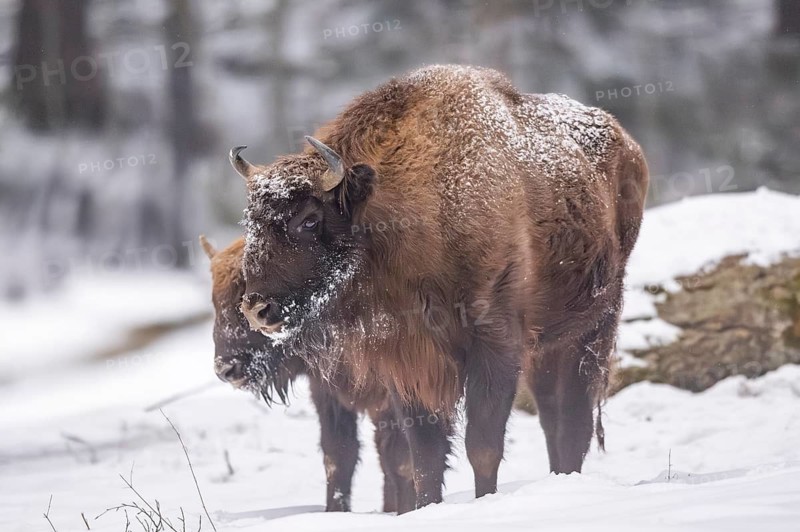 European bison (Bison bonasus) or Wisent standing on a meadow next to the forest in winter, snow, Bavaria, Germany