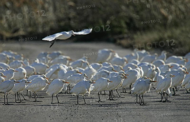 Western Cattle Egret (Bubulcus ibis) group, Spain
