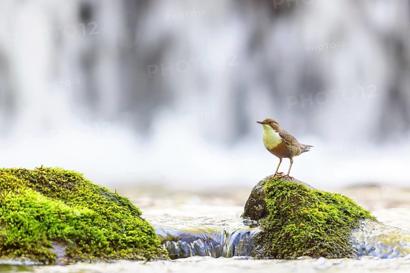 White-throated Dipper, (Cinclus cinclus), foraging at a mountain stream, animals, birds, blackbirds, biotope, habitat, Slovenska Bistrica area, Slovenska Bistrica, Podravska, Slovenia