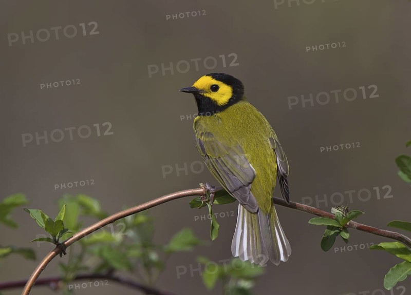Hooded Warbler, male