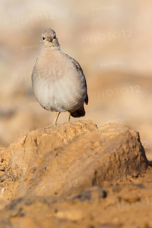 Arabian desert partridge, (Ammoperdix heyi), Arabian desert partridge, eastern sand grouse, animals, birds, sand partridge, pheasant family, chicken birds, desert chickens, sand grouse, Celias Waterhole, Ezuz, HaDarom, Israel