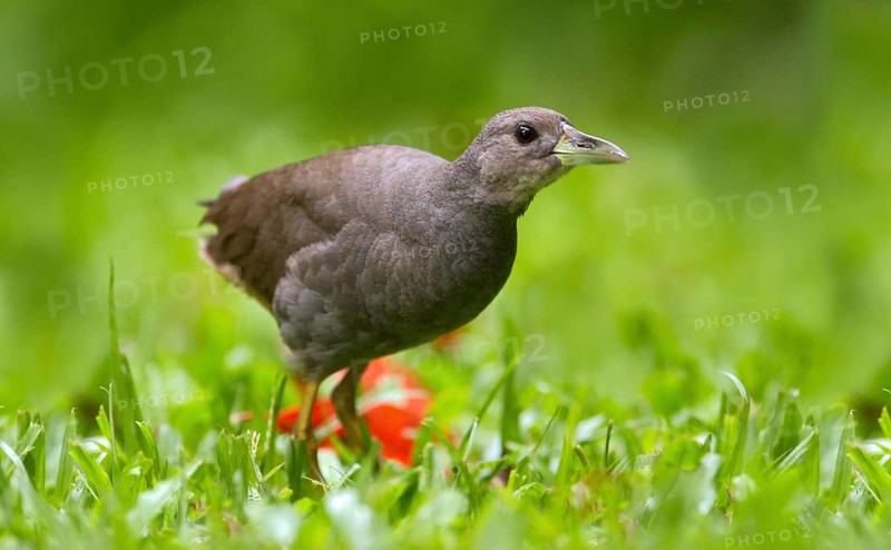 Pale-vented Bush-hen (Amaurornis moluccana ruficrissa), Queensland, Australia