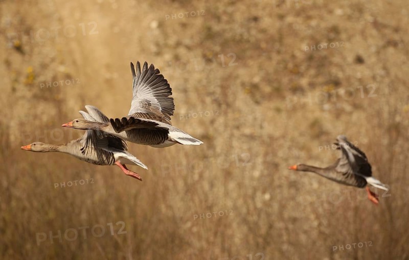 Greylag goose (Anser anser) birds in flight in front of a gravel pit wall, Allgäu, Bavaria, Germany, Allgäu, Bavaria, Germany