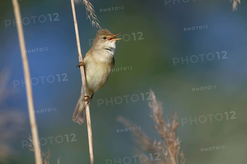 Marsh Warbler (Acrocephalus palustris) singing, Saxony, Germany