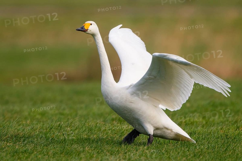 Tundra Swan (Cygnus columbianus bewickii), Netherlands
