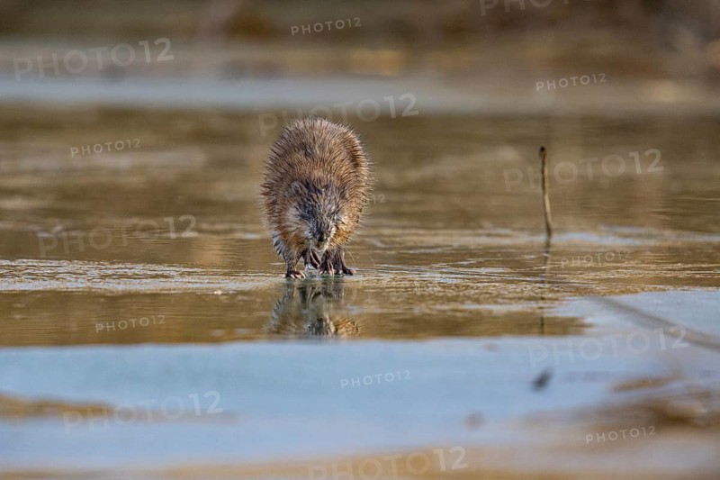 Muskrat (Ondatra zibethicus) walks across the ice on frozen lake Germany