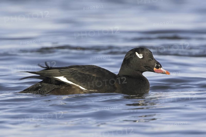 White-winged Scoter (Melanitta deglandi) male, British Columbia, Canada