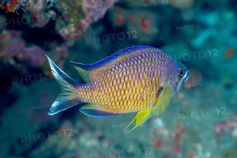 Atlantic monkfish (Chromis limbata)