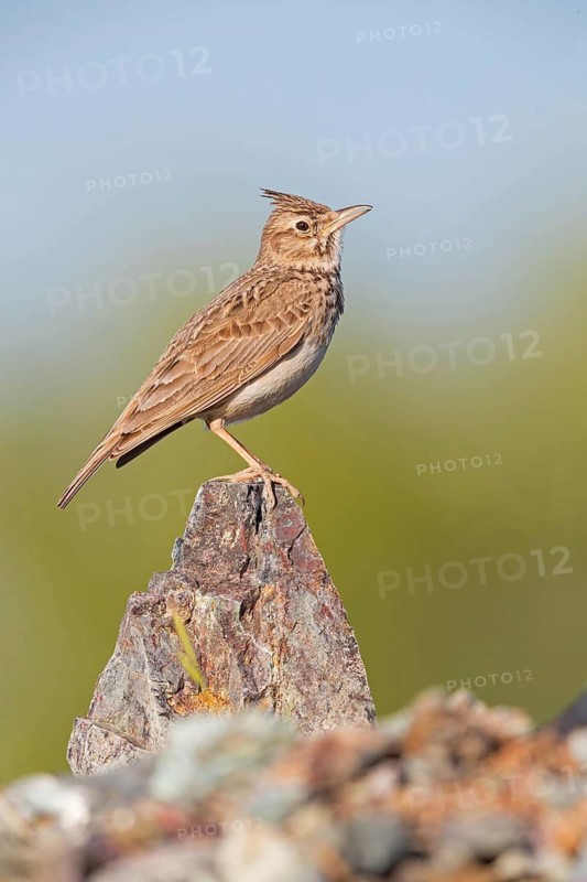 Crested Lark, (Galerida cristata), Animals, Birds, Songbird, Lark family Lesbos Island, Lesbos, Greece