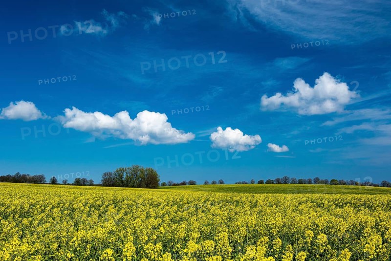 Rape field with blue sky and clouds, Rügen, Bergen, Mecklenburg-Western Pomerania, Germany