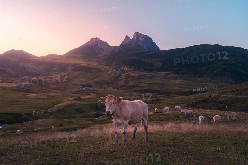 A cow stands in a serene mountain landscape at sunset, surrounded by rolling hills in summer. The sky is a soft gradient of pastel colors, enhancing the tranquil scene in the Pyrenees